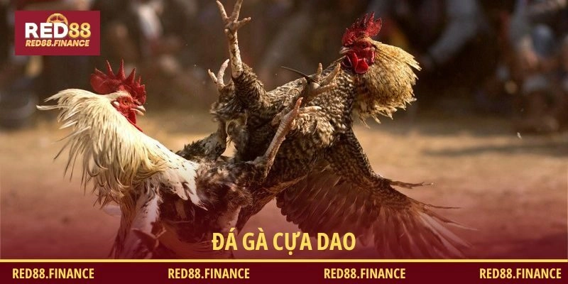 Đá Gà Cựa Dao – Sức Hút Của Bộ Môn Đầy Kịch Tính Và Đam Mê